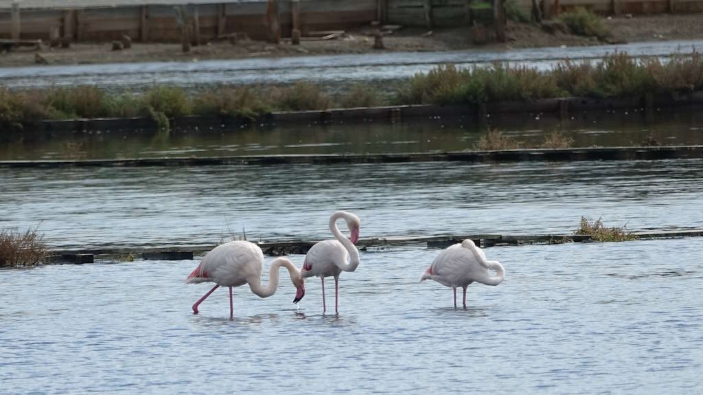 Exotische Flamingos wieder in der Nin-Lagune - ein ungewöhnliches Ereignis überraschte Ninans und Touristen