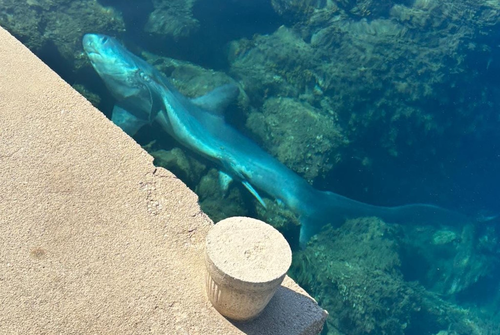 Dead shark found in Rudelić Draga near Lukov Sugar, potential connection to Adria farming d.o.o.